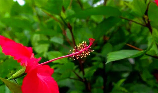 落地自驾云贵黄果树瀑布罗平油菜花元阳梯田西双版纳11日游