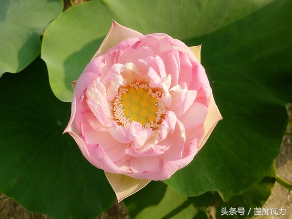 小型碗莲从种植到开花,碗莲养护基地在哪里