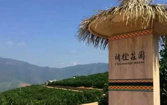 褚橙成功秘诀,褚橙一亩产多少