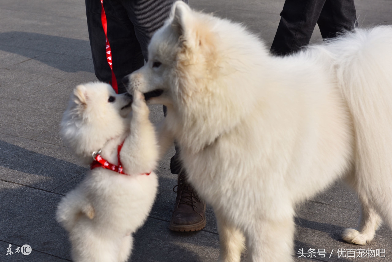 萨摩耶吃坏肚子怎么办,萨摩耶肚子一直叫怎么办