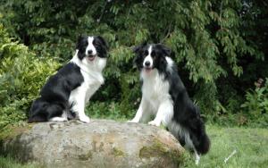 智商排名第一的狗狗、边境牧羊犬