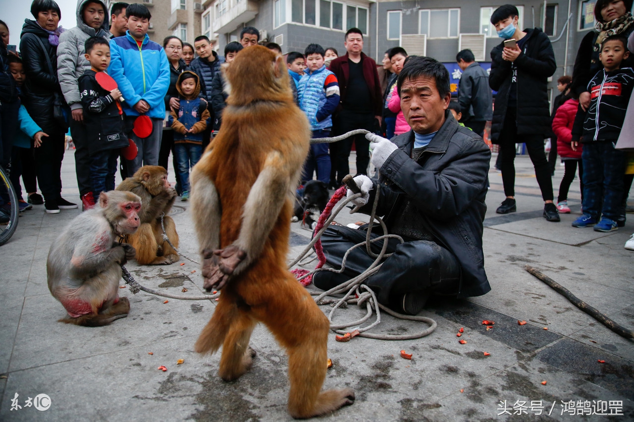 陕西西安鱼化寨,西安鱼化寨耍猴