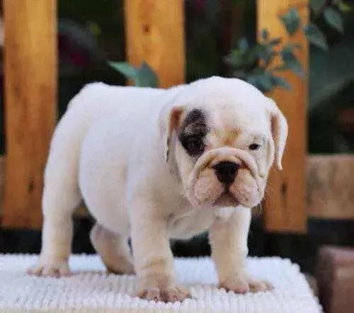 斗牛犬幼犬为什么要笼养,法国斗牛犬幼犬纯种