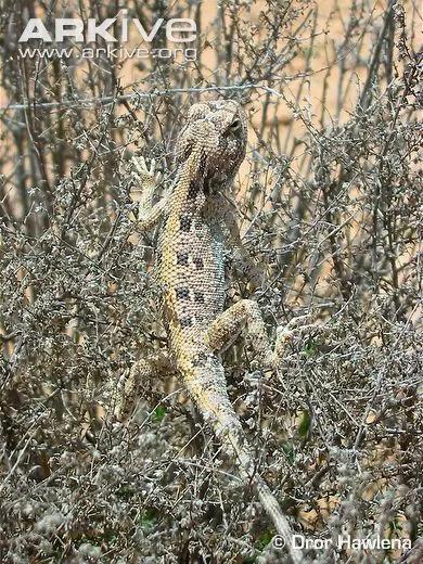 蓝色鬃狮蜥蜴稀有吗,鬃狮蜥黄系对比