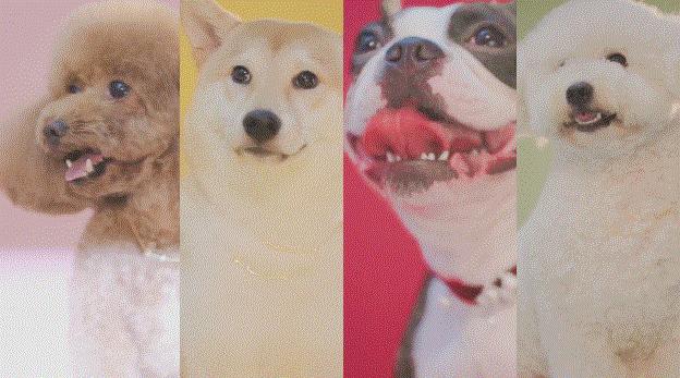 春节送旺旺大礼包,新年送旺旺