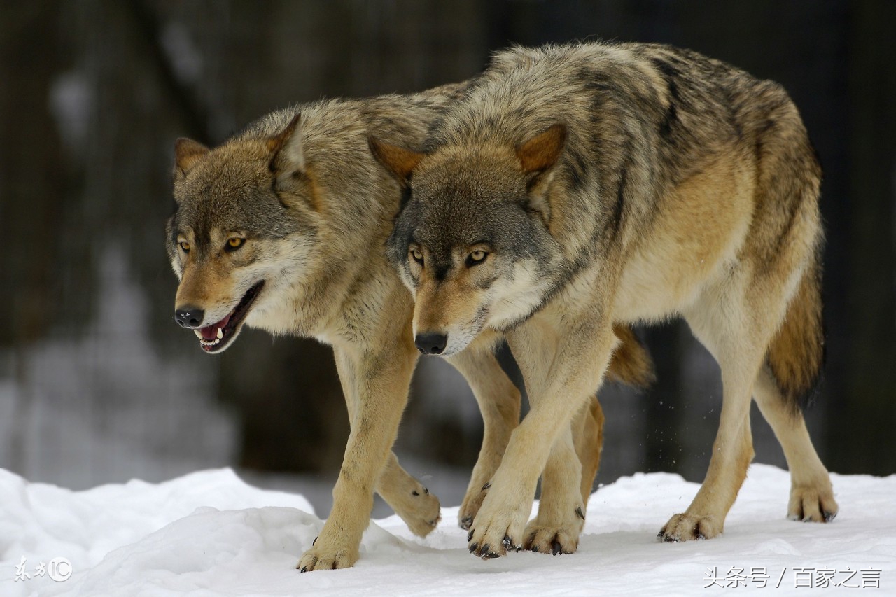 牧民口述往事；狼的回馈（2）