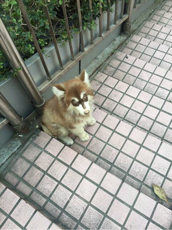 阿拉斯加幼犬被抛弃,阿拉斯加狗狗被救治了