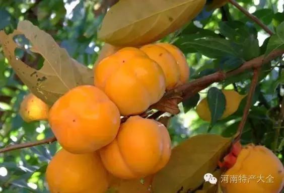 河南特产礼物,郑州特产送人的特色礼品