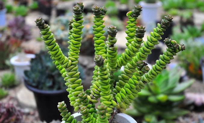 有钱买不到!这才是真正的多肉老桩