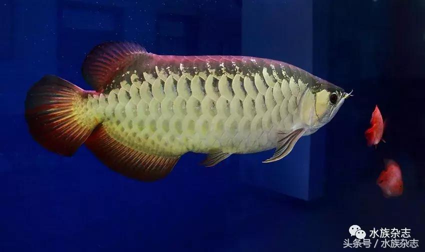 龙鱼入门百科图片,新手养龙鱼入门红龙