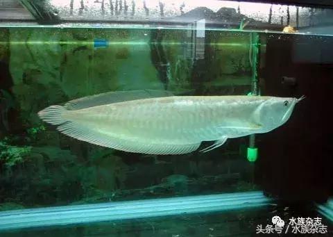 龙鱼入门百科图片,新手养龙鱼入门红龙