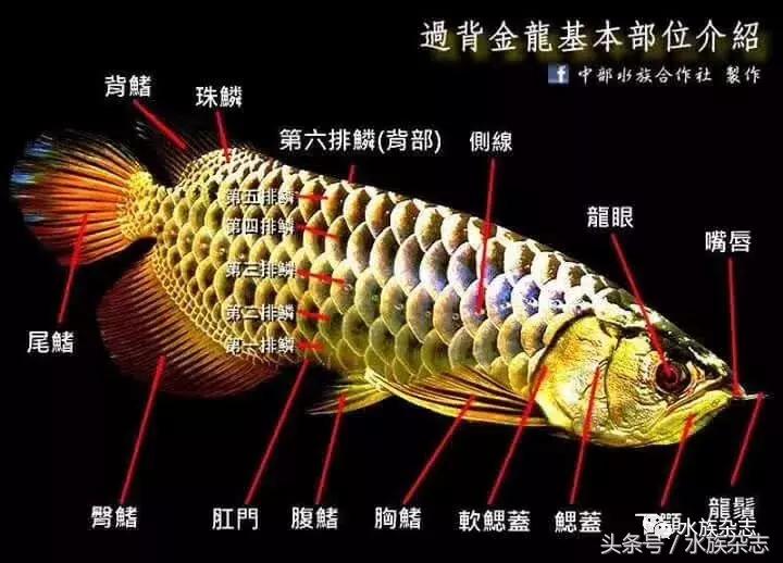 龙鱼入门百科图片,新手养龙鱼入门红龙