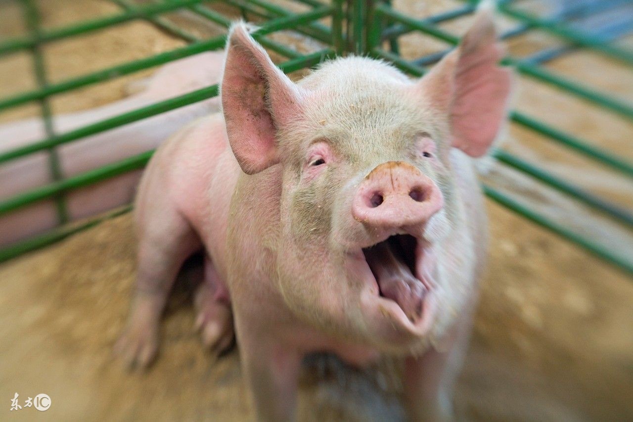 母猪体温低不吃食怎么办,母猪体温低不吃食治疗方法