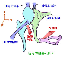早产计算公式,早产两个月计算公式