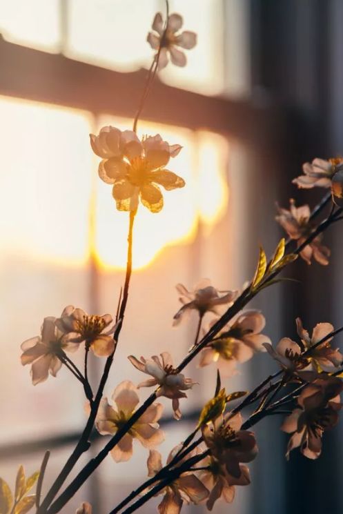 美文美照,美文美图诗词