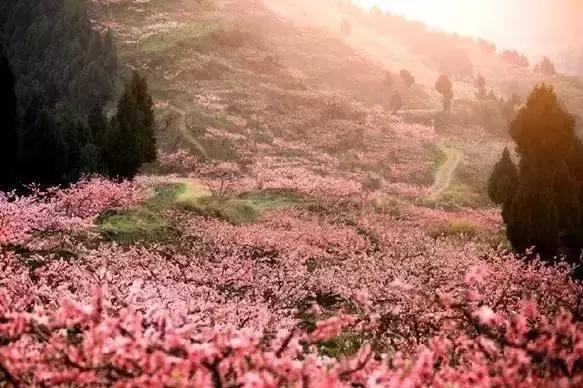 牛爆了原版视频,牛爆了