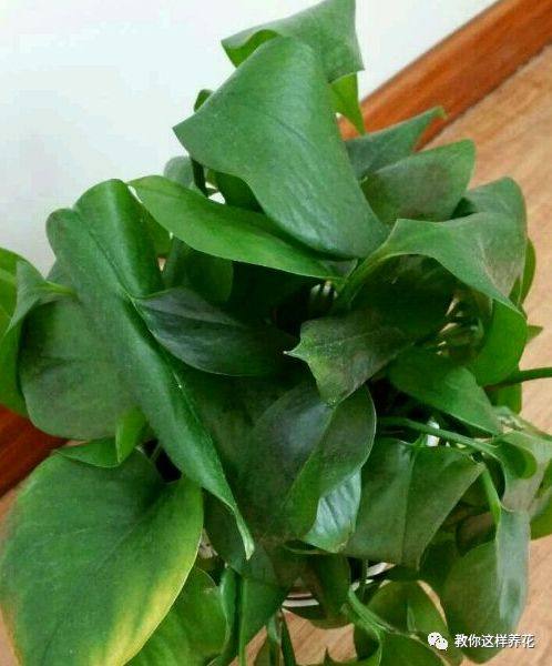 花草树木叶子发黄是什么原因,冬天为什么花卉叶子会发黄