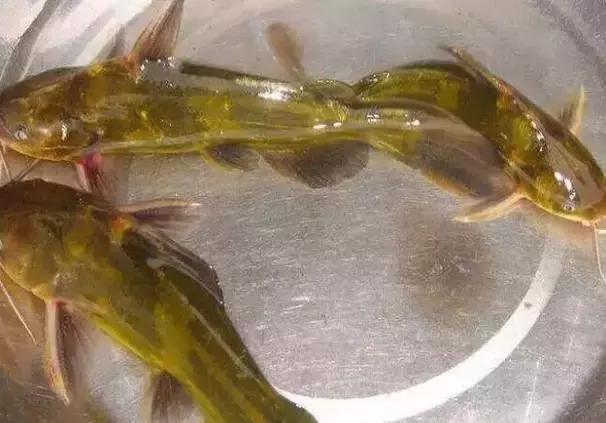 农村河里的这些小野味，你吃过吗？个个是绝品，超好吃！