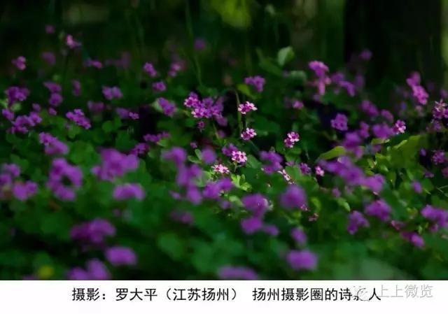 诗句荼蘼,开到荼蘼花事了诗词