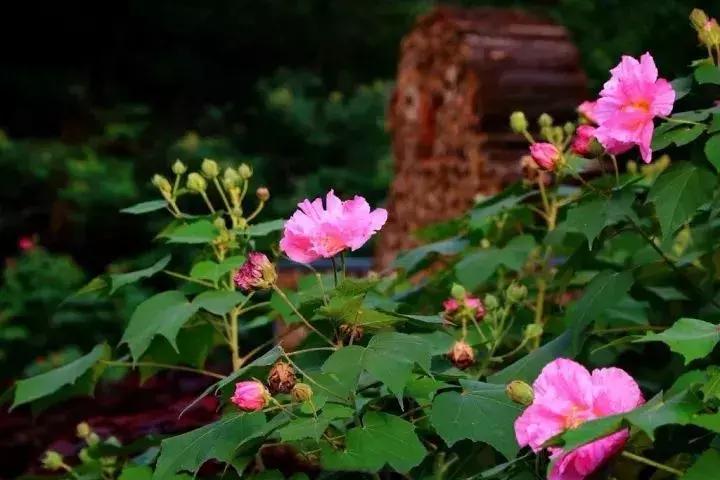 牛爆了原版视频,牛爆了