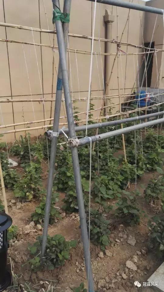 冠县的空中花园,冠县花园