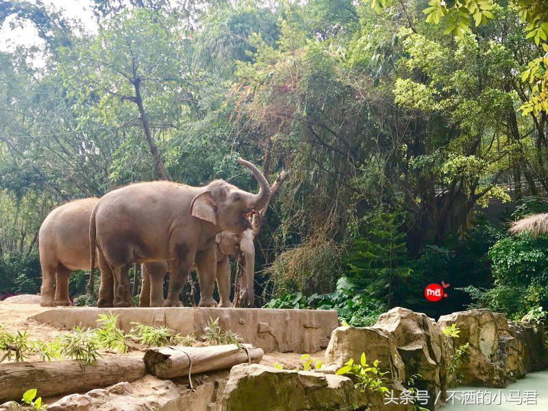 长隆野生动物园3天2晚亲子游,广州长隆野生动物园亲子游攻略