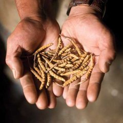 冬虫夏草里面的虫的悲惨,冬虫夏草神话破灭