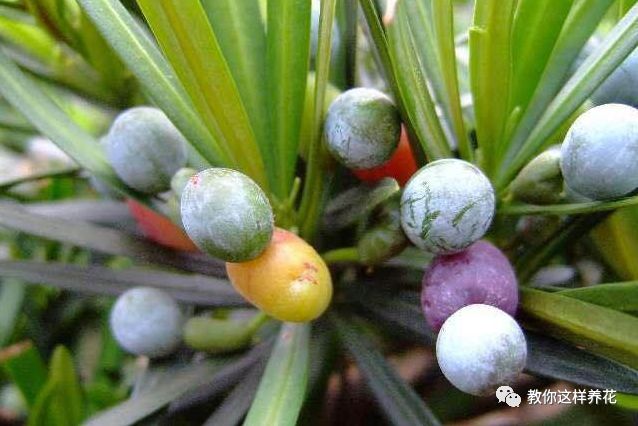 不用种子种的小盆栽简单教程,简单种子盆栽