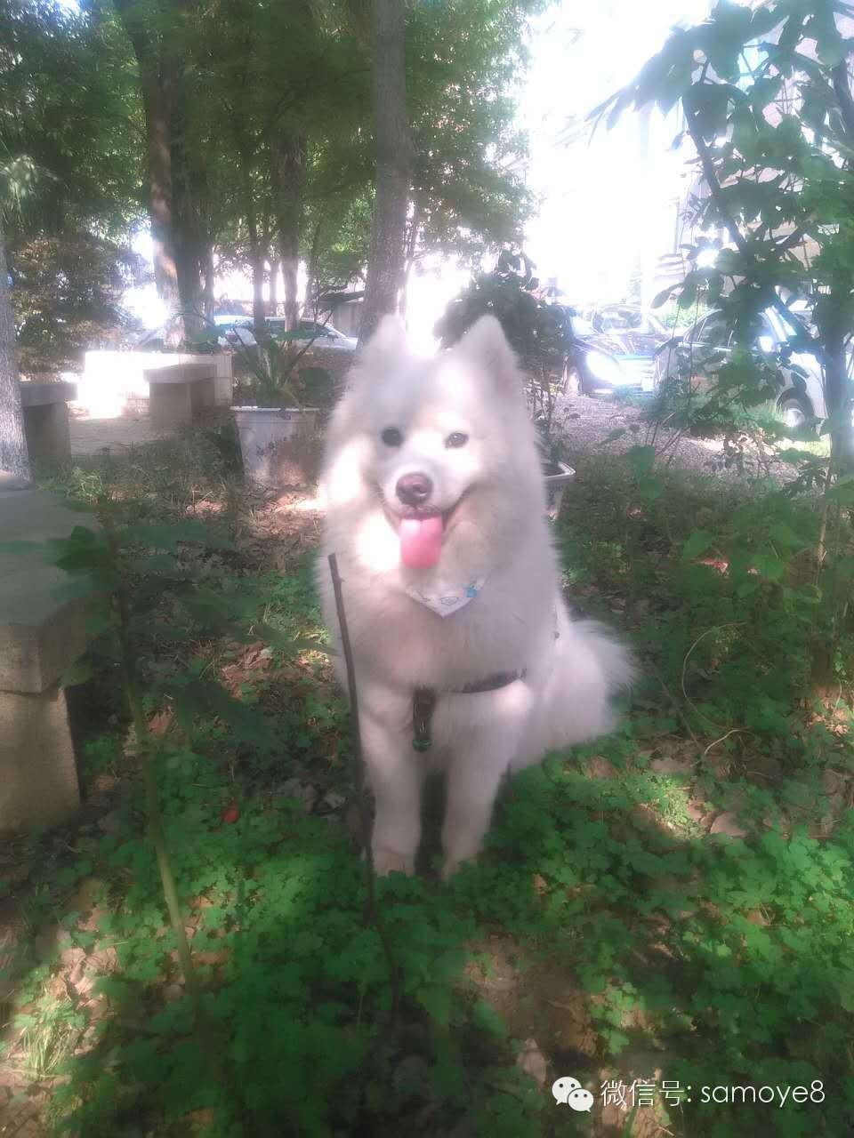 关于萨摩耶可爱的照片,萨摩耶有胎毛吗