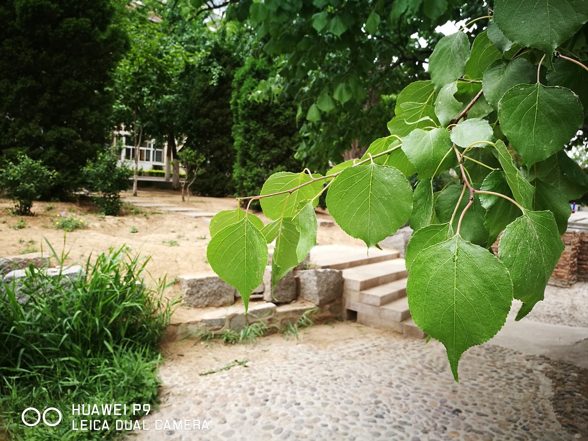 华为p9徕卡和小米,华为p9plus