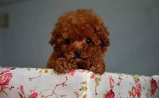 泰迪怎么那么乖,泰迪为啥这么乖