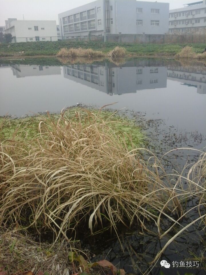 新年第一竿野钓鲫鱼,野钓2-3两鲫鱼要几号钩