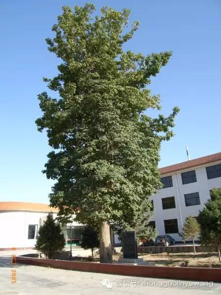 古树名木摄影作品欣赏,美丽中国评选大赛