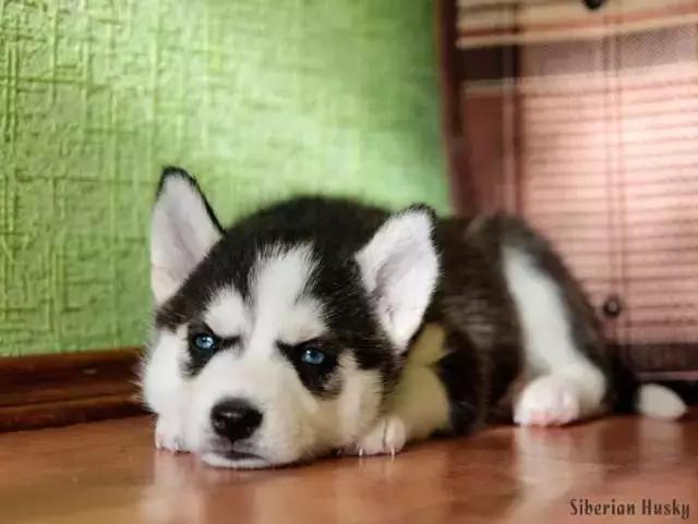 西伯利亚雪橇犬哈士奇白牙,西伯利亚雪橇犬哈士奇解说视频