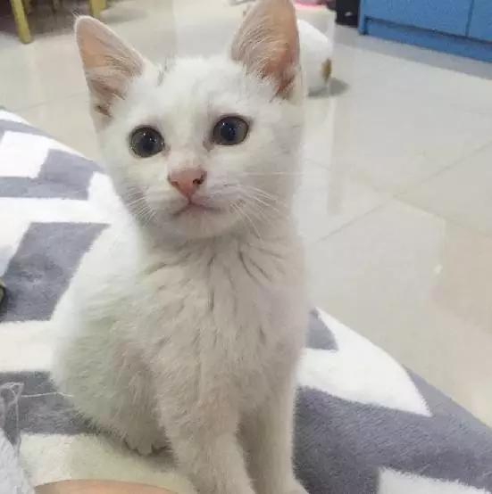 2021年上海领养狗狗,上海领养小动物的地方