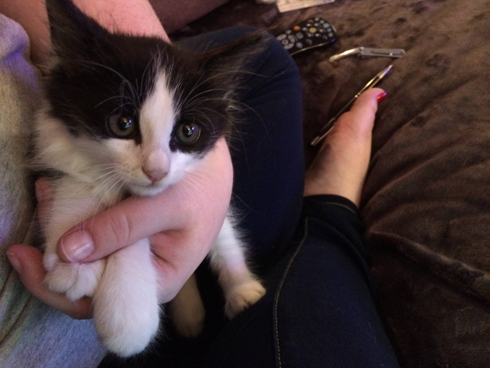 小流浪猫怕人可以强制抓回去吗,流浪猫主动求收养被赶走