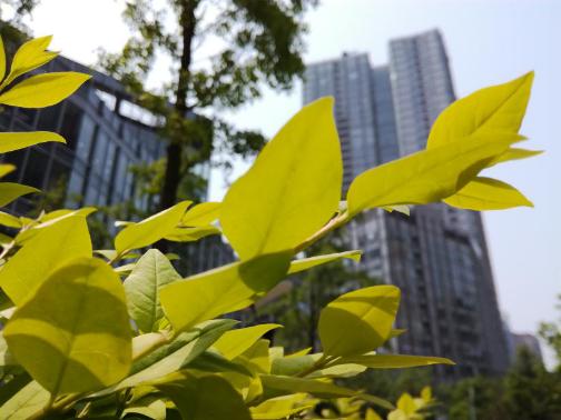 开箱荣耀畅玩20,荣耀畅玩5c刷什么系统更流畅