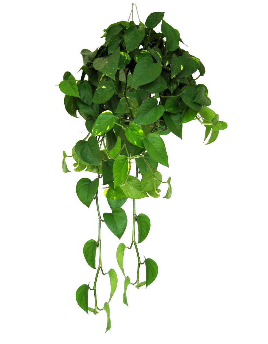 绿植绿萝养护知识小程序,盆栽绿萝怎么养才能更旺盛视频