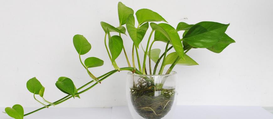 大叶绿萝茎很长叶子少需要修剪吗,大叶绿萝怎么修剪才能旺盛