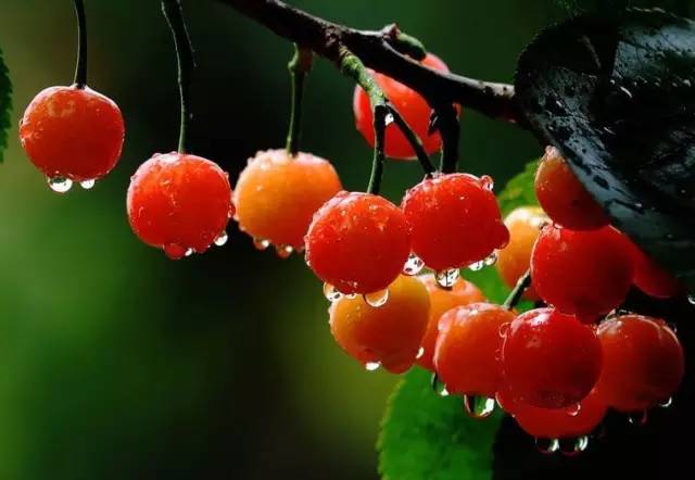 小孩子樱桃吃多了会不会中毒,小孩吃了5个樱桃籽有事吗