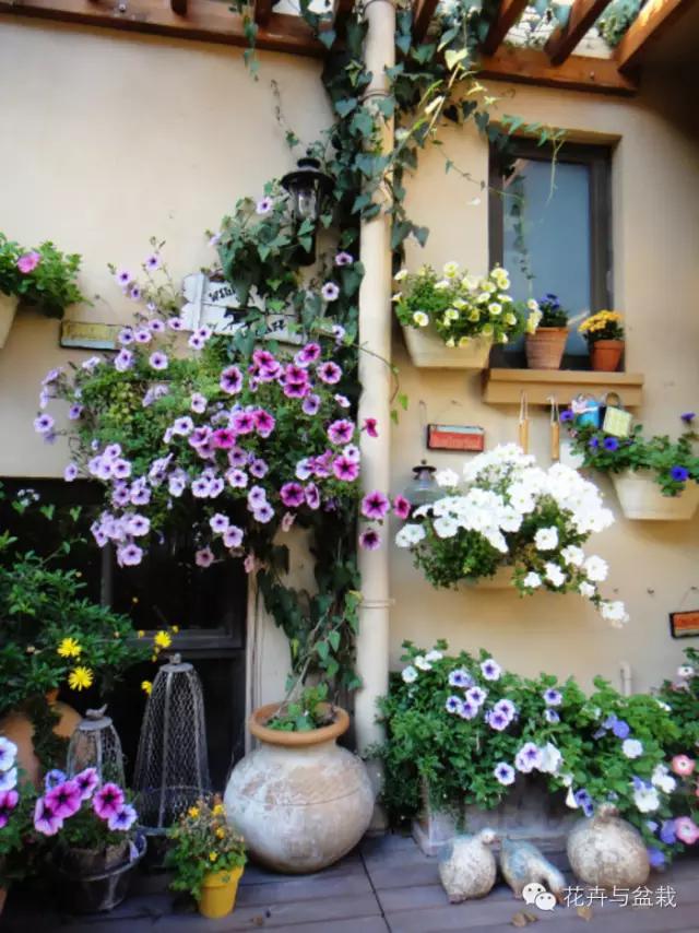 爬墙的花哪个爬得最快,爬墙很厉害的花卉