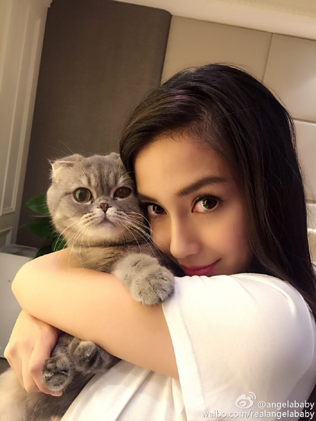 angelababy养折耳猫,angelababy养猫