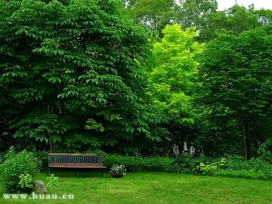 绿色植物的作用和功效,绿色植物的几大生理作用