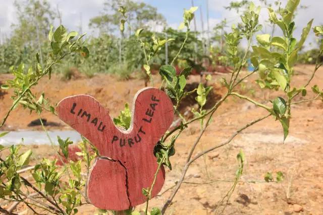 悦榕庄banyantree酒店,新加坡民丹岛酒店攻略