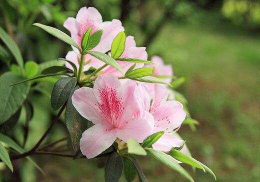寓意着健康长寿的家养绿植,寓意吉祥富贵的室内绿植