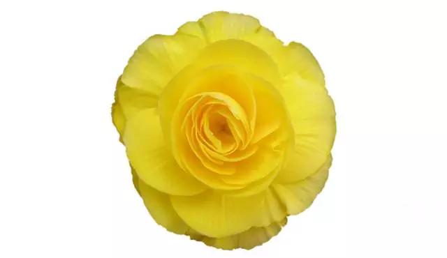 满脸疣体怎么治疗,满脸脓包痘痘如何处理