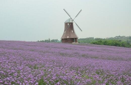 薰衣草什么时候开花最好看,衣草适合在什么季节开花