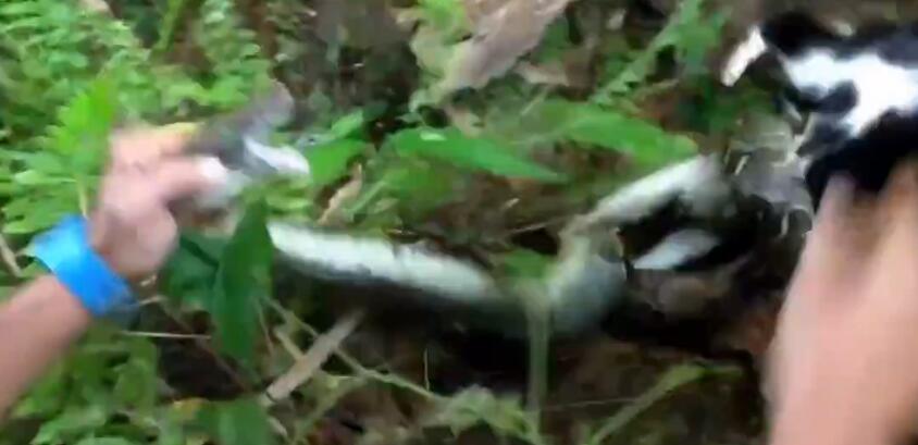 蟒蛇缠住猫,猫被蟒蛇缠住