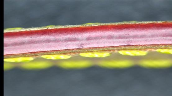 花正品的钱为啥你买的是假包？