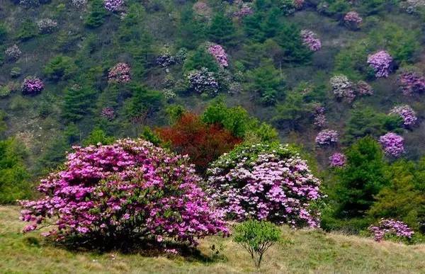 春节重庆免费景点大全,重庆自驾免费景点
